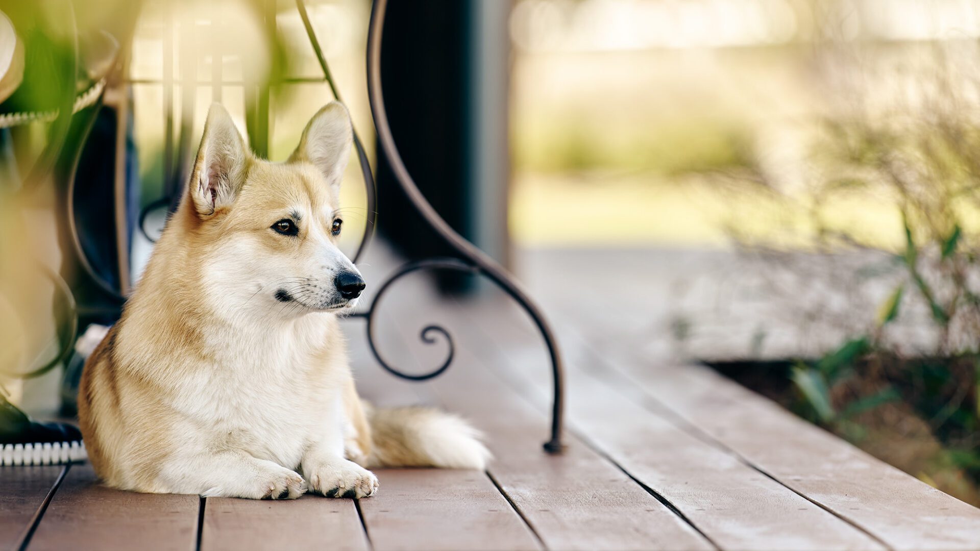 Corgi sitting on deck