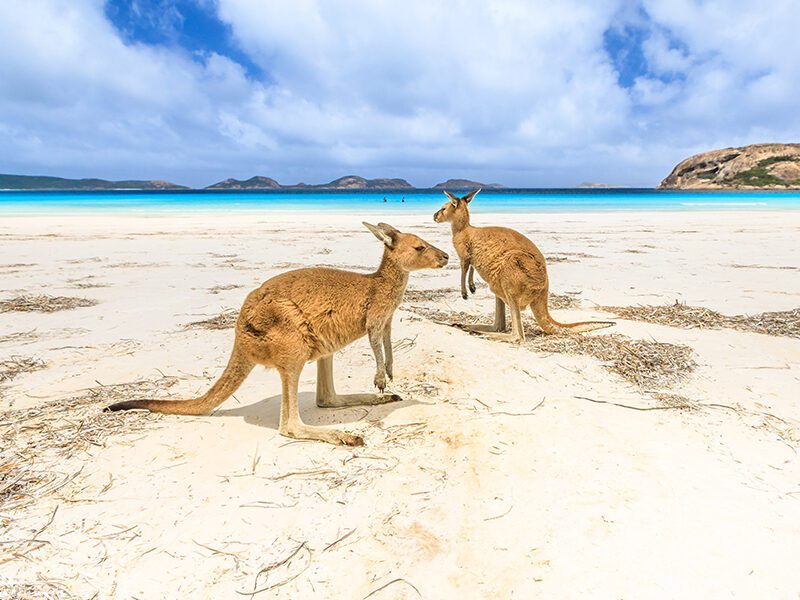 Kangaroos on the beach in Esperance