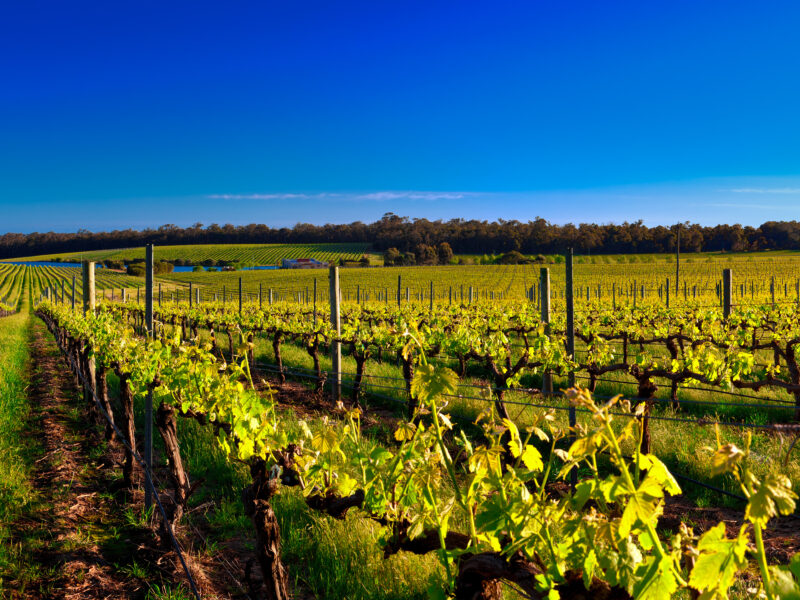 Margaret River wine region in Western Australia